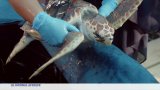 Afrique du Sud : les tortues de mer toutes menacées