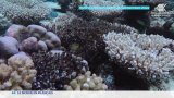 Australie : la Grande Barrière de corail lessivée