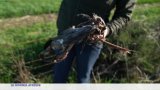 Afrique du Sud : la grue bleue menacée d'extinction
