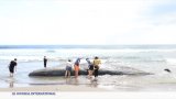 Japon : des baleines échouées, conséquence du séisme ?