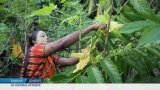 Comores : la culture d'ylang-ylang, menace pour les forêts
