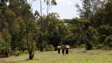 Kenya: la communauté Ogiek devant la Cour africaine des droits de l’homme pour ses terres