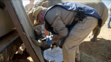 Des cornes de rhinocéros radioactives, l'étonnante technique sud-africaine contre le braconnage