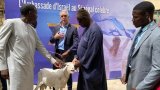 Tabaski au Sénégal : polémique autour des moutons offerts par l’ambassade d’Israël