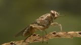 Qu'est-ce que la maladie du sommeil, transmise par la mouche tsé-tsé ?