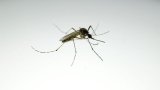 Sénégal: ce que l'on sait de la fièvre de la vallée du Rift, cette maladie qui progresse dans le (…)
