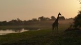 Tchad: le gouvernement met fin à la gestion de ses parcs naturels par l’ONG African Parks