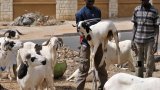 En Afrique, d’où viennent les moutons sacrifiés de la Tabaski?