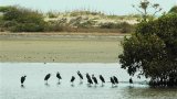 Sénégal: l'armée intercepte 201 migrants en partance pour l'Espagne dans le delta du Sine Saloum