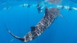 Au large du golfe de Guinée, étudier le requin-baleine pour préserver l'océan